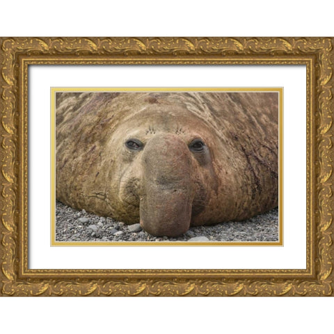 South Georgia Island Bull elephant seal Gold Ornate Wood Framed Art Print with Double Matting by Paulson, Don