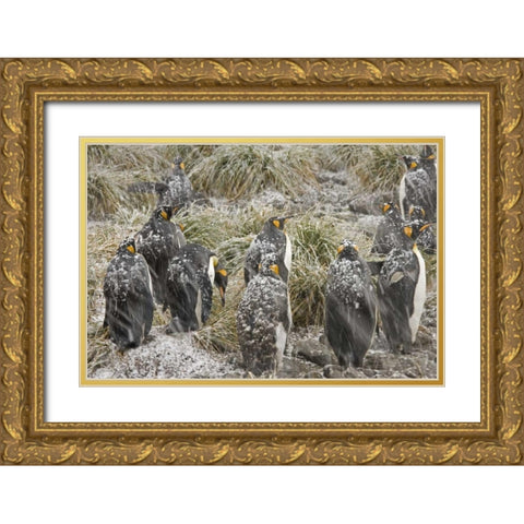 South Georgia Isl, King penguins in snowstorm Gold Ornate Wood Framed Art Print with Double Matting by Paulson, Don