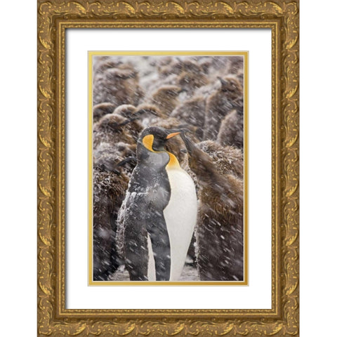 South Georgia Isl, King penguin begs for food Gold Ornate Wood Framed Art Print with Double Matting by Paulson, Don