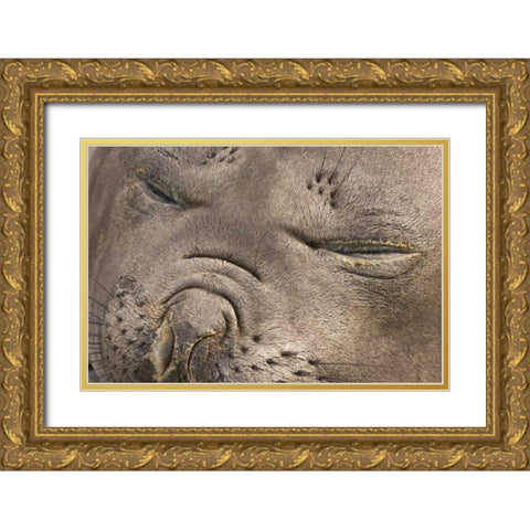 UK Territory, South Georgia IslandElephant seal Gold Ornate Wood Framed Art Print with Double Matting by Paulson, Don