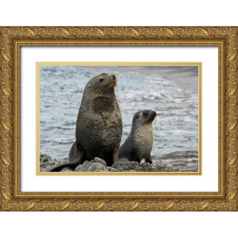 South Georgia Island Mother fur seal and pup Gold Ornate Wood Framed Art Print with Double Matting by Paulson, Don