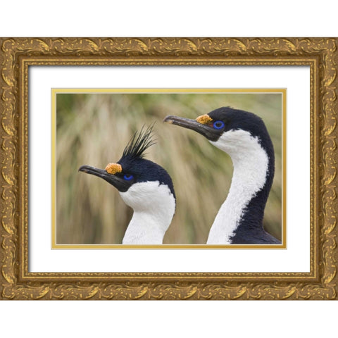 South Georgia Is Blue-eyed cormorants Gold Ornate Wood Framed Art Print with Double Matting by Paulson, Don