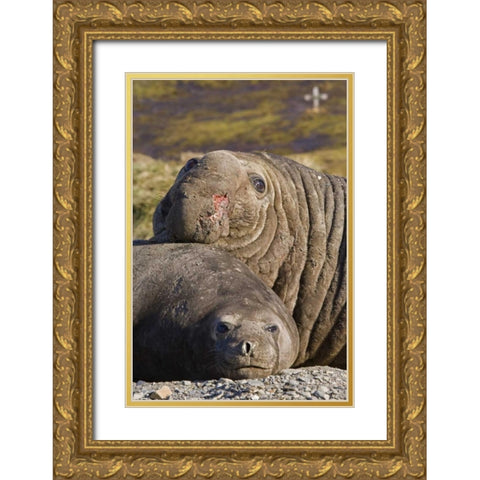 South Georgia Isl Bull elephant seal and female Gold Ornate Wood Framed Art Print with Double Matting by Paulson, Don