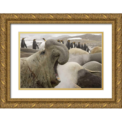 South Georgia Isl Scarred elephant seal roaring Gold Ornate Wood Framed Art Print with Double Matting by Paulson, Don