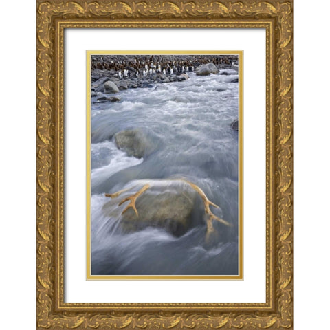 South Georgia Isl, River by king penguin colony Gold Ornate Wood Framed Art Print with Double Matting by Paulson, Don