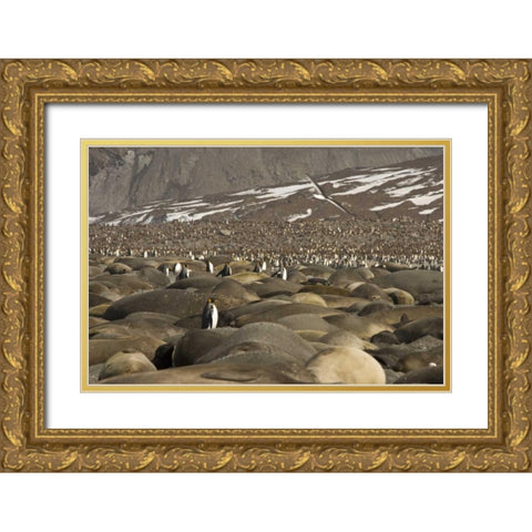 South Georgia Isl, King penguin and elephant seal Gold Ornate Wood Framed Art Print with Double Matting by Paulson, Don