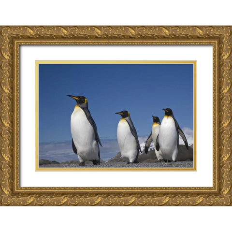 South Georgia Island King penguins marching Gold Ornate Wood Framed Art Print with Double Matting by Paulson, Don