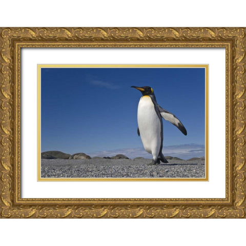 South Georgia Isl, St Andrews Bay King penguin Gold Ornate Wood Framed Art Print with Double Matting by Paulson, Don