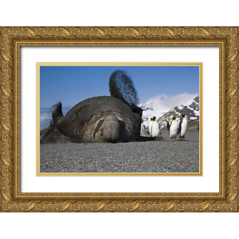 South Georgia Isl Bull elephant seal throws sand Gold Ornate Wood Framed Art Print with Double Matting by Paulson, Don