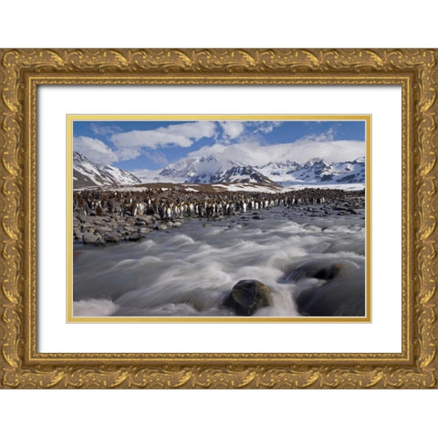 South Georgia Island, King penguin colony Gold Ornate Wood Framed Art Print with Double Matting by Paulson, Don