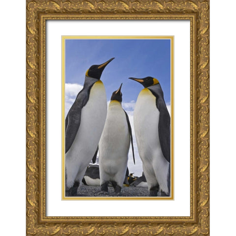 South Georgia Island Three king penguins Gold Ornate Wood Framed Art Print with Double Matting by Paulson, Don