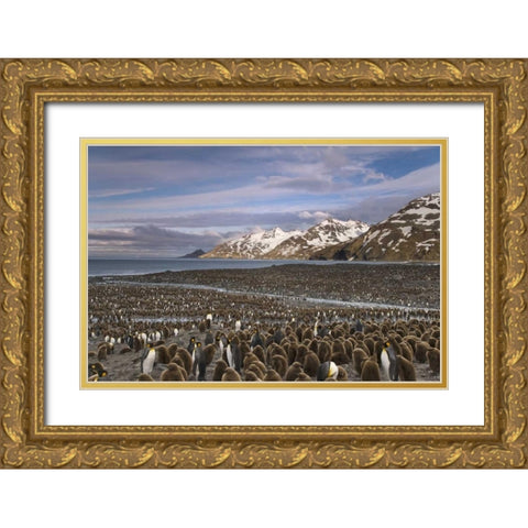 South Georgia Island, King penguin colony Gold Ornate Wood Framed Art Print with Double Matting by Paulson, Don