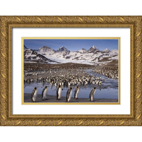 South Georgia Island, King penguin colony Gold Ornate Wood Framed Art Print with Double Matting by Paulson, Don