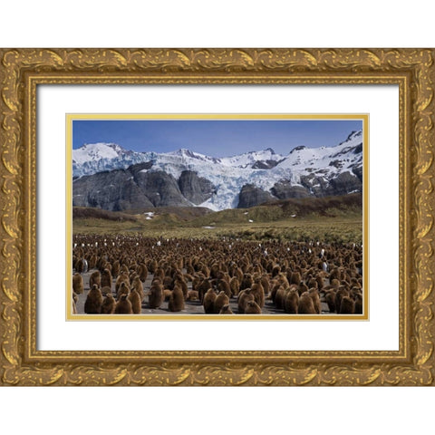 South Georgia Isl, King penguin colony Gold Ornate Wood Framed Art Print with Double Matting by Paulson, Don