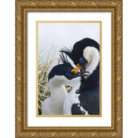 South Georgia Island Blue-eyed cormorants Gold Ornate Wood Framed Art Print with Double Matting by Paulson, Don