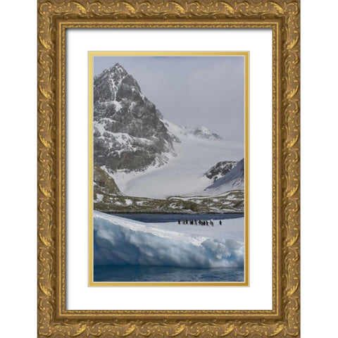 South Georgia Island Gentoo penguins on iceberg Gold Ornate Wood Framed Art Print with Double Matting by Paulson, Don