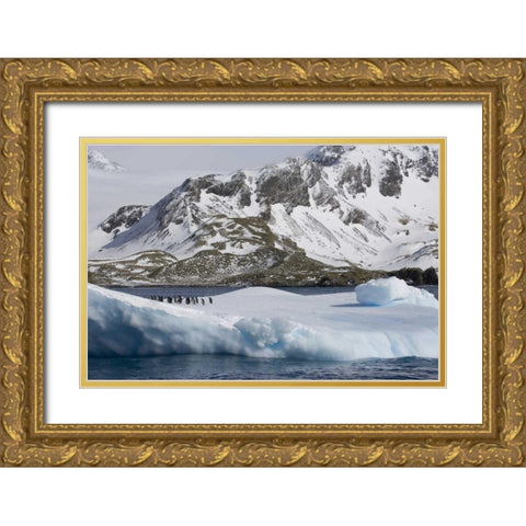 South Georgia Island Gentoo penguins on iceberg Gold Ornate Wood Framed Art Print with Double Matting by Paulson, Don