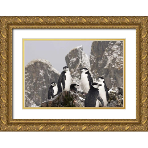 South Georgia Isl, Cooper Bay Chinstrap penguins Gold Ornate Wood Framed Art Print with Double Matting by Paulson, Don