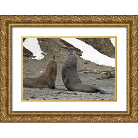 South Georgia Island Elephant seals fighting Gold Ornate Wood Framed Art Print with Double Matting by Paulson, Don