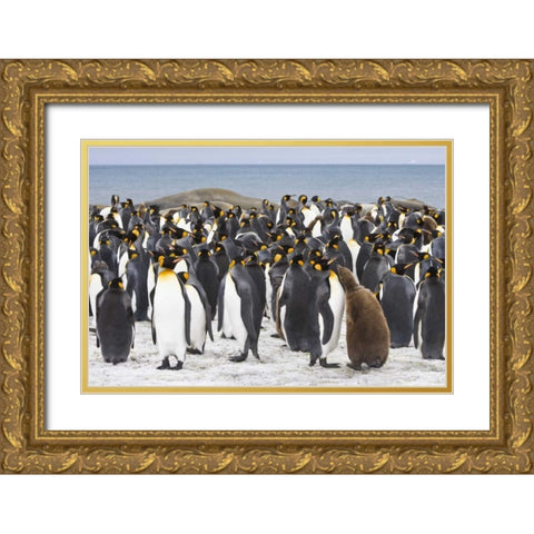 South Georgia Isl King penguin chick Gold Ornate Wood Framed Art Print with Double Matting by Paulson, Don