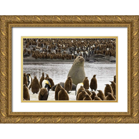 South Georgia Isl, Elephant seal and king penguin Gold Ornate Wood Framed Art Print with Double Matting by Paulson, Don