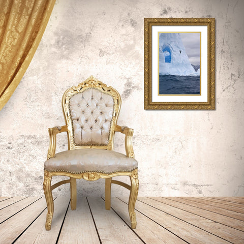 South Georgia Island Albatross by an iceberg Gold Ornate Wood Framed Art Print with Double Matting by Paulson, Don