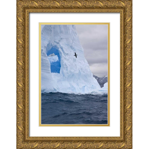 South Georgia Island Albatross by an iceberg Gold Ornate Wood Framed Art Print with Double Matting by Paulson, Don