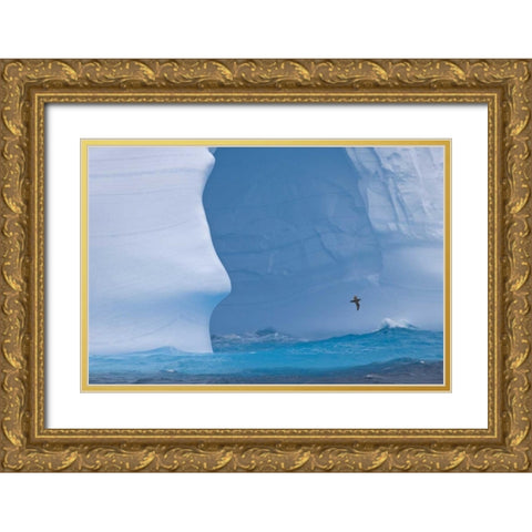 South Georgia Island Albatross by an iceberg Gold Ornate Wood Framed Art Print with Double Matting by Paulson, Don