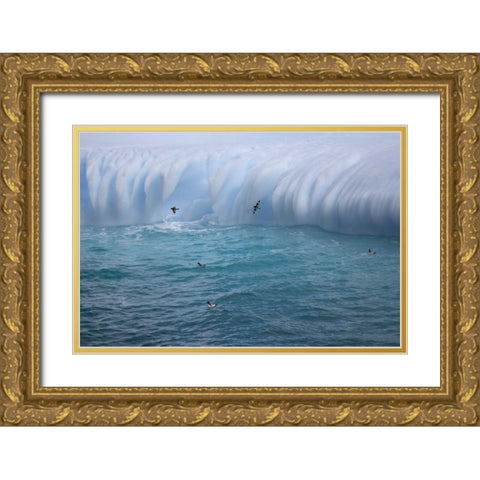 South Georgia Island Cape petrels by iceberg Gold Ornate Wood Framed Art Print with Double Matting by Paulson, Don