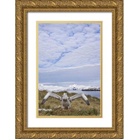 South Georgia Isl Wandering albatross chick Gold Ornate Wood Framed Art Print with Double Matting by Paulson, Don