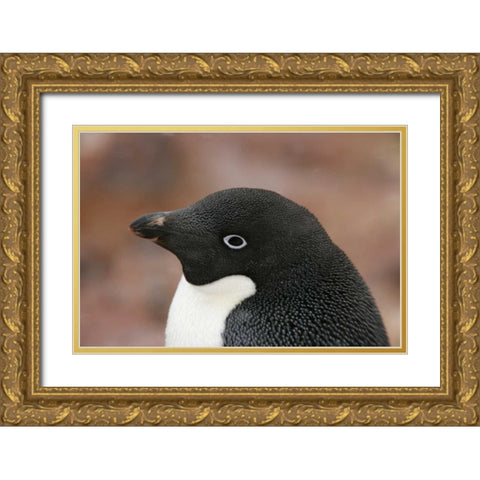Antarctica, Brown Bluff Adelie penguin adult Gold Ornate Wood Framed Art Print with Double Matting by Morris, Arthur