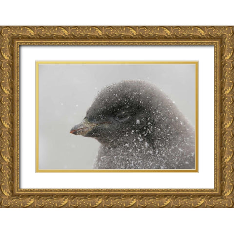 Antarctica Adelie penguin chick in snowstorm Gold Ornate Wood Framed Art Print with Double Matting by Morris, Arthur