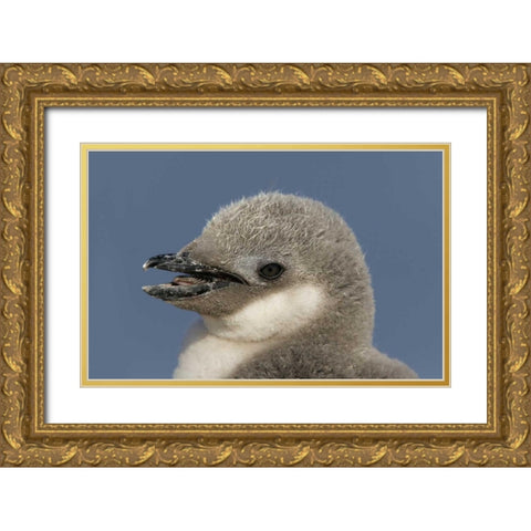 Antarctica, Half Moon IslChinstrap penguin chick Gold Ornate Wood Framed Art Print with Double Matting by Morris, Arthur