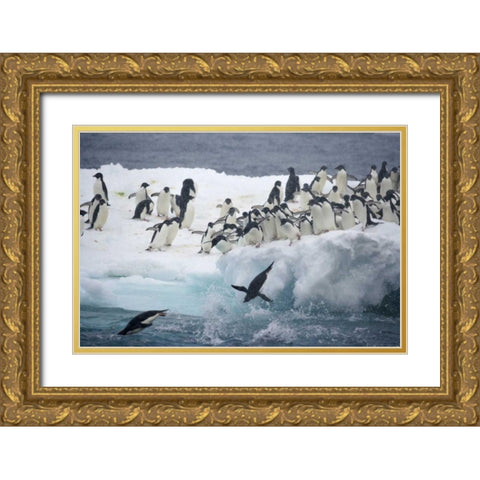 Antarctica, Adelie penguins leaping off iceberg Gold Ornate Wood Framed Art Print with Double Matting by Morris, Arthur