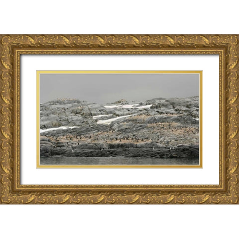Antarctica, Pleneau Island Gentoo penguin Gold Ornate Wood Framed Art Print with Double Matting by Morris, Arthur