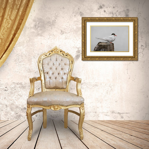 Antarctica, Grytviken Antarctic Tern on post Gold Ornate Wood Framed Art Print with Double Matting by Grall, Don