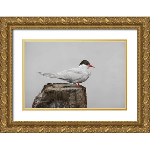 Antarctica, Grytviken Antarctic Tern on post Gold Ornate Wood Framed Art Print with Double Matting by Grall, Don