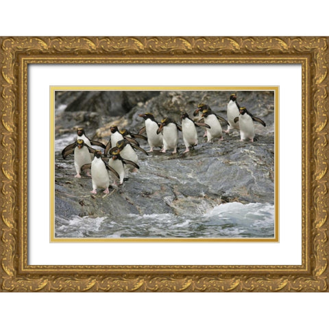 Antarctica, Royal Bay Macaroni Penguins Gold Ornate Wood Framed Art Print with Double Matting by Grall, Don