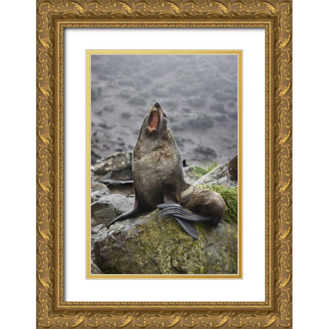 Antarctica, Elsehul Bay Antarctic fur seal yawns Gold Ornate Wood Framed Art Print with Double Matting by Grall, Don