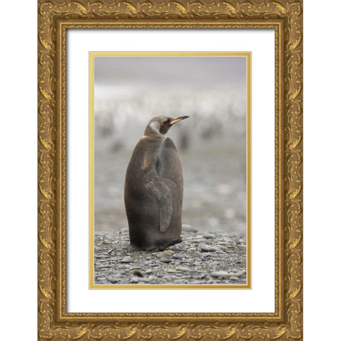 Antarctica, A dark morph of a king penguin Gold Ornate Wood Framed Art Print with Double Matting by Grall, Don