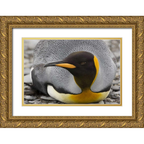 Antarctica, Salisbury Plain King penguin rests Gold Ornate Wood Framed Art Print with Double Matting by Grall, Don