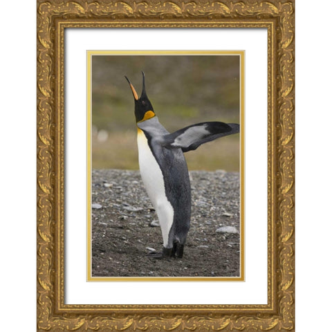 Antarctica, Salisbury Plain King penguin trumpts Gold Ornate Wood Framed Art Print with Double Matting by Grall, Don