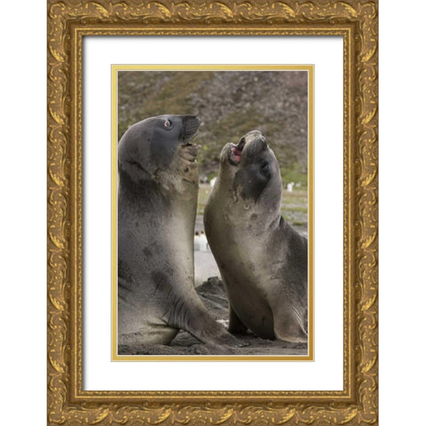 Antarctica, St Andrews Southern Elephant Seals Gold Ornate Wood Framed Art Print with Double Matting by Grall, Don