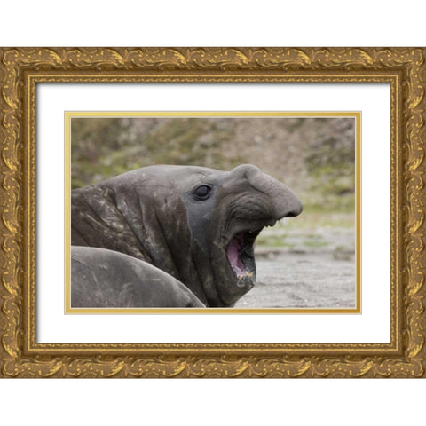 Antarctica, St Andrews Southern Elephant Seal Gold Ornate Wood Framed Art Print with Double Matting by Grall, Don