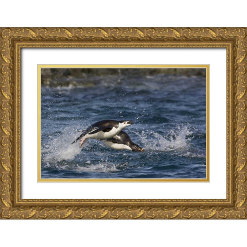Antarctica, Adelie penguins porpoising Gold Ornate Wood Framed Art Print with Double Matting by Grall, Don