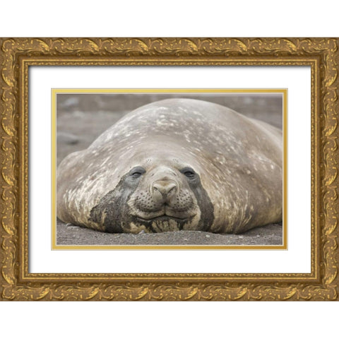 Antarctica, Livingston Is Southern elephant seal Gold Ornate Wood Framed Art Print with Double Matting by Grall, Don
