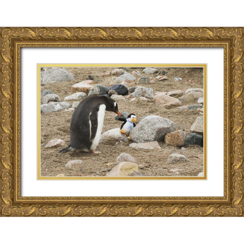 Antarctica, Neko Harbor Curious gentoo penguin Gold Ornate Wood Framed Art Print with Double Matting by Grall, Don