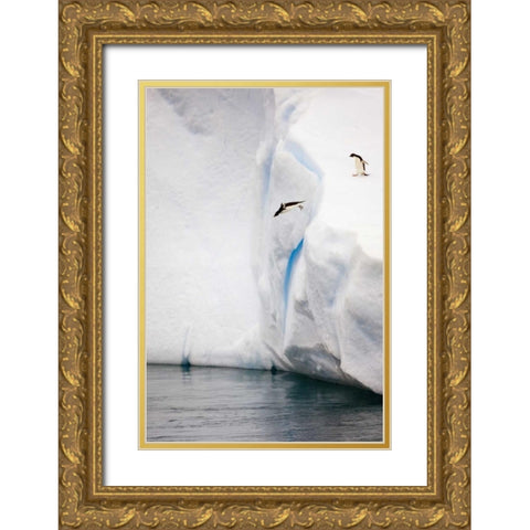 Antarctica Adelie penguin diving off an iceberg Gold Ornate Wood Framed Art Print with Double Matting by Grall, Don