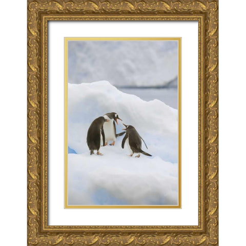 Antarctica, Neko Harbor Gentoo penguins quabble Gold Ornate Wood Framed Art Print with Double Matting by Grall, Don
