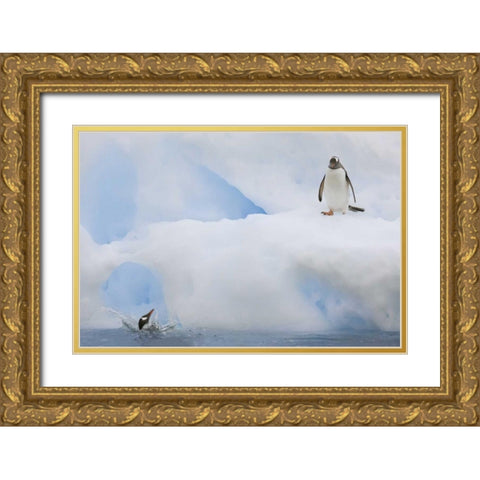 Antarctica Gentoo penguins on an iceberg Gold Ornate Wood Framed Art Print with Double Matting by Grall, Don
